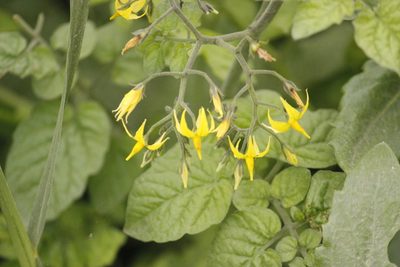 Solanum pimpinellifolium, photographed by Ruth Gutiérrez Oliveros