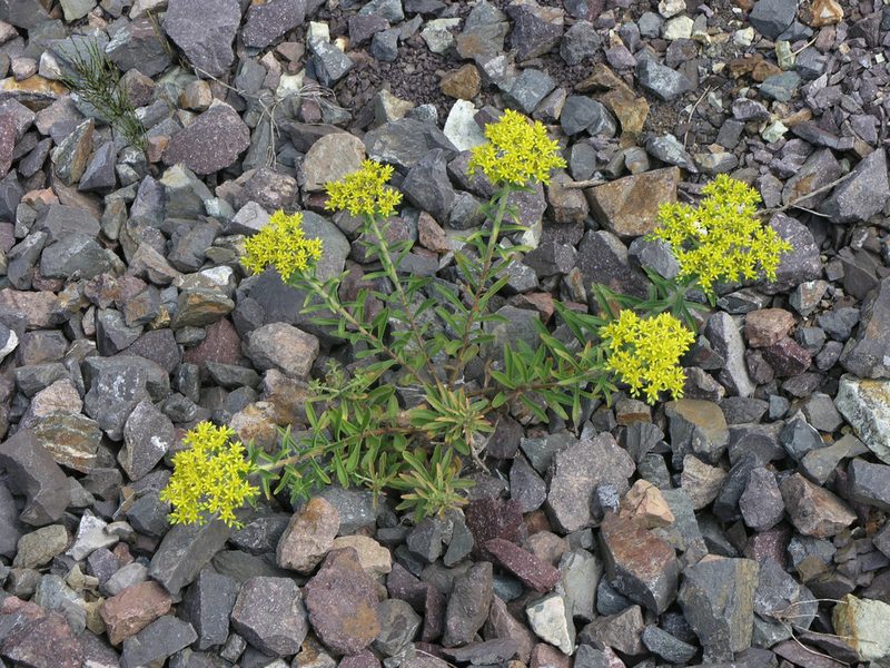 Phedimus selskianus, photographed by Oleg Kosterin