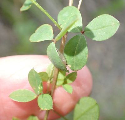 Indigofera erecta, photographed by Nicola van Berkel