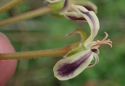 Pelargonium lobatum, photographed by Nicola van Berkel