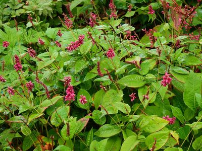 Persicaria amplexicaulis, photographed by Susan Marley
