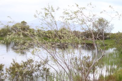 Salix mucronata, photographed by Noeleen du Toit
