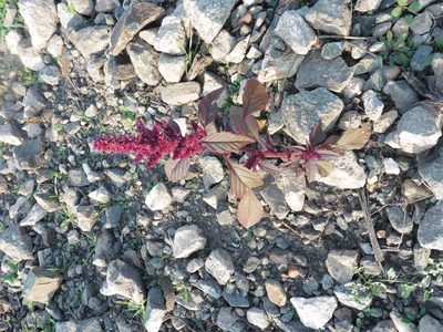 Amaranthus cruentus, photographed by Силаева Татьяна Борисовна