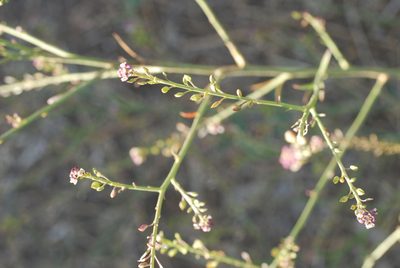 Lepidium graminifolium, photographed by Quentin Groom