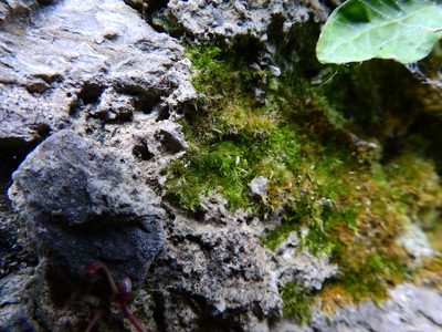 Rhynchostegiella tenella, photographed by Susan Marley