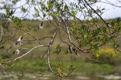 Virgilia oroboides, photographed by Noeleen du Toit
