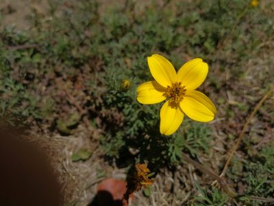 Bidens andicola, photographed by sandy-espinozaf
