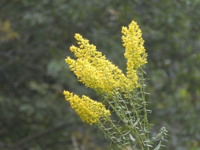 Solidago rigidiuscula, photographed by Daniel S. Katz