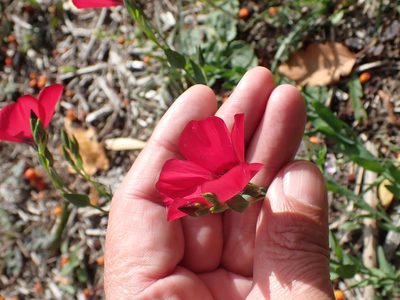 Linum grandiflorum, photographed by Robert H. Wardell