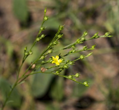 Linum sulcatum, photographed by aarongunnar