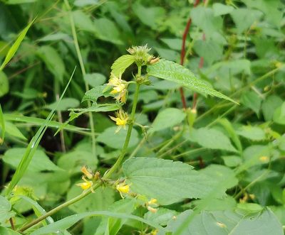 Triumfetta pentandra, photographed by S.MORE