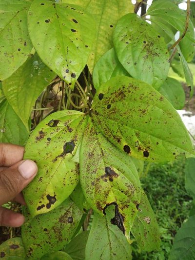 Dioscorea hispida, photographed by S.MORE