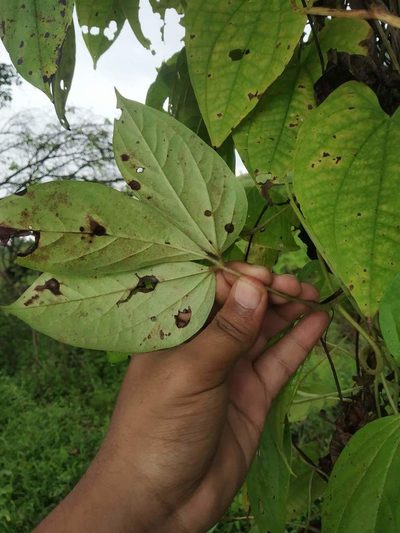 Dioscorea hispida, photographed by S.MORE