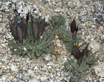 Anelsonia eurycarpa, photographed by Steve Matson