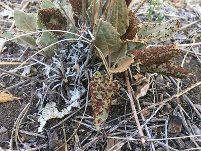 Eriogonum racemosum, photographed by Mike Dechter