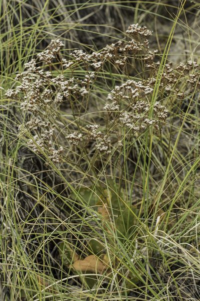Limonium limbatum, photographed by Craig Martin