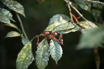 Sorocea bonplandii, photographed by Fernando Sessegolo