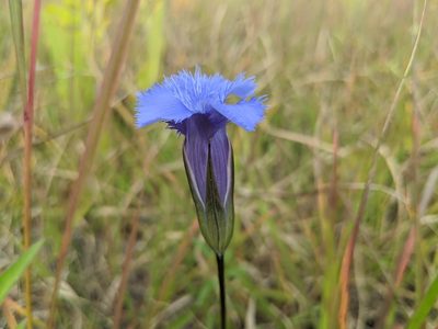Gentianopsis crinita, photographed by Elias
