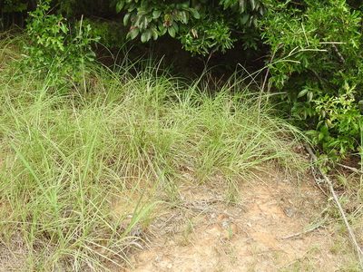 Paspalum floridanum, photographed by Sam Kieschnick