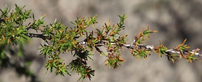 Cliffortia juniperina, photographed by Tony Rebelo