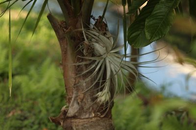 Tillandsia gardneri, photographed by LPB