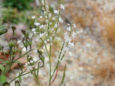 Polygonella articulata, photographed by Lynn Harper