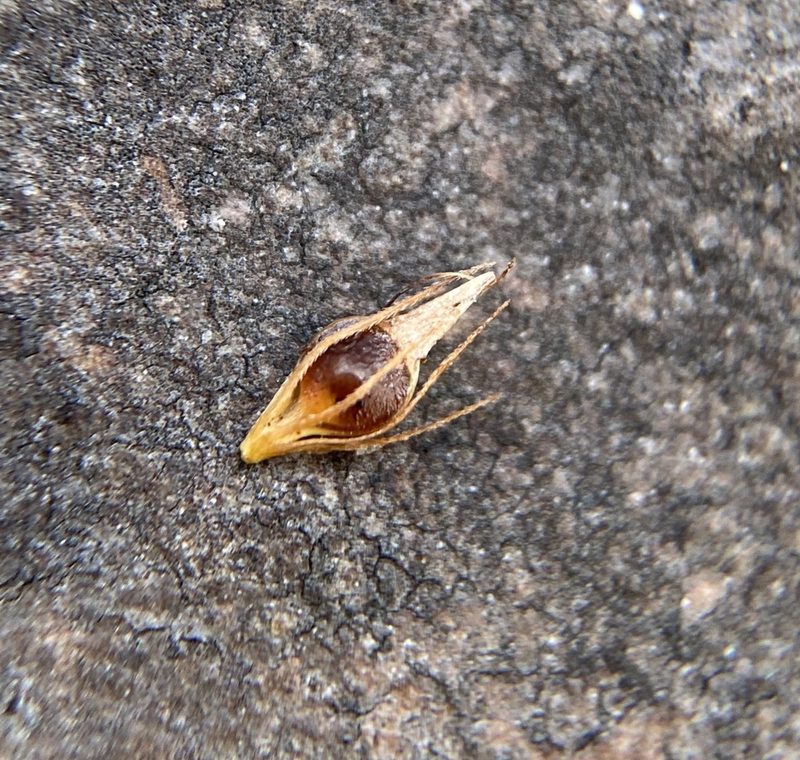 Rhynchospora glomerata, photographed by Matt Berger
