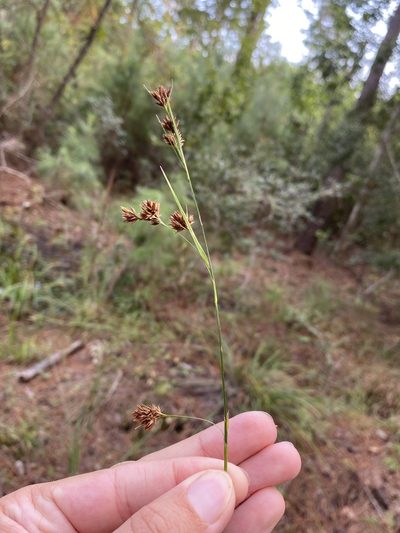 Rhynchospora glomerata, photographed by Matt Berger