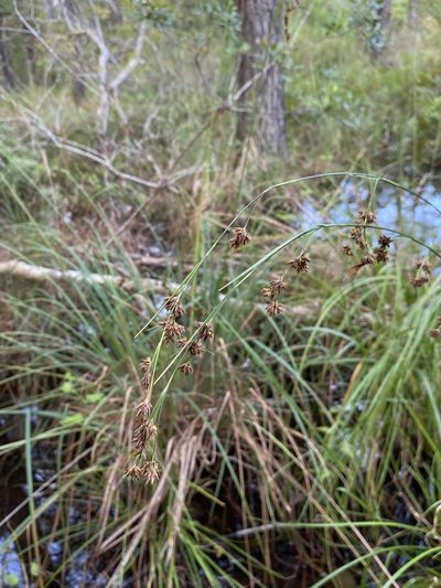 Rhynchospora glomerata, photographed by Matt Berger