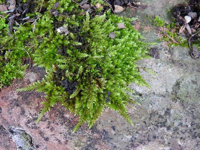 Hypnum resupinatum, photographed by Susan Marley