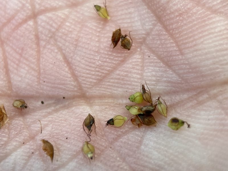 Rhynchospora caduca, photographed by Matt Berger