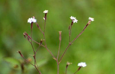 Stevia elatior, photographed by Neptalí Ramírez Marcial
