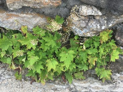 Heuchera villosa, photographed by lejones417