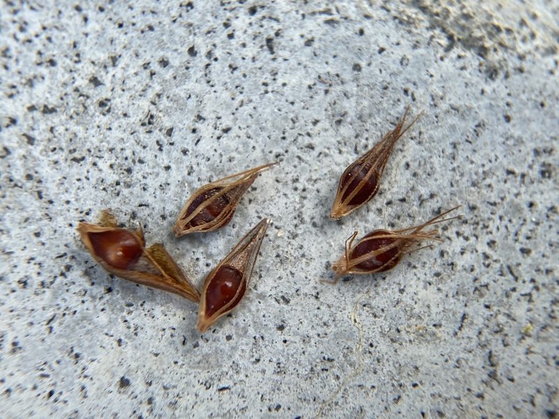 Rhynchospora microcephala, photographed by Matt Berger