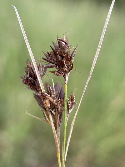 Rhynchospora microcephala, photographed by Matt Berger