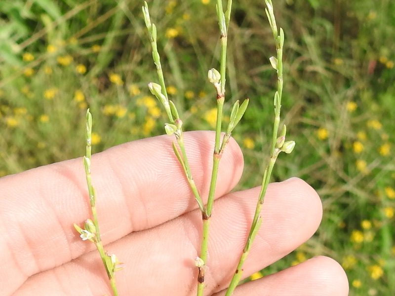 Polygonum ramosissimum, photographed by Sam Kieschnick