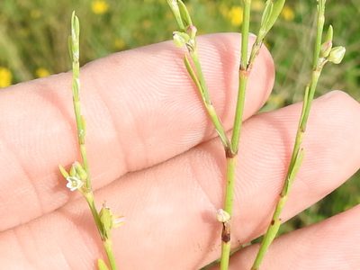 Polygonum ramosissimum, photographed by Sam Kieschnick