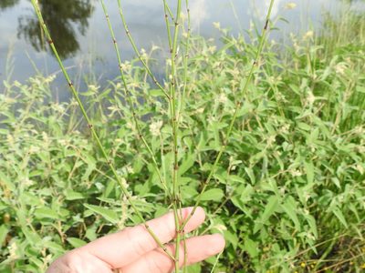 Polygonum ramosissimum, photographed by Sam Kieschnick