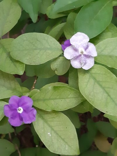 Brunfelsia australis, photographed by Regina Piazza