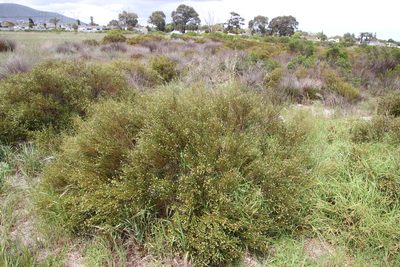 Phylica cephalantha, photographed by Tony Rebelo