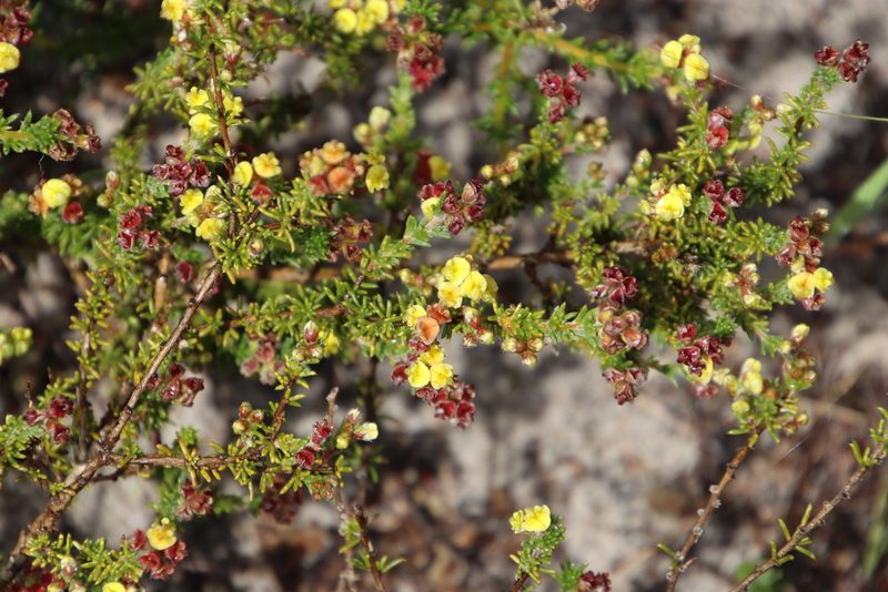 Aspalathus albens, photographed by Tony Rebelo