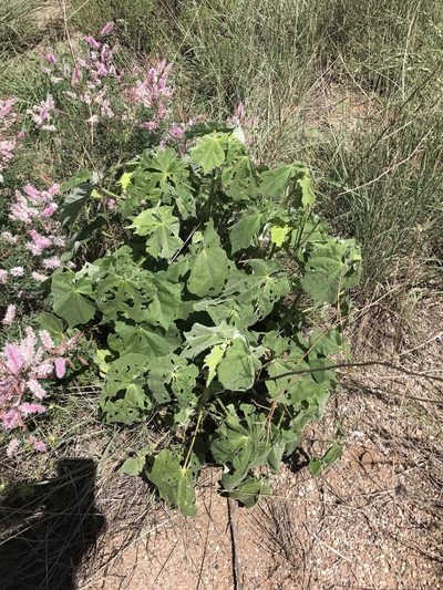Abutilon mollicomum, photographed by CK2AZ