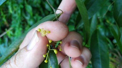 Hypserpa laurina, photographed by Steve Fitzgerald