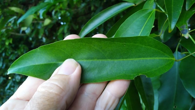 Hypserpa laurina, photographed by Steve Fitzgerald