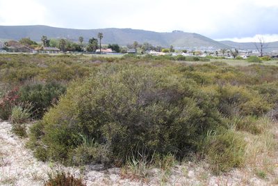 Phylica cephalantha, photographed by Tony Rebelo