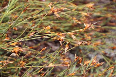 Willdenowia arescens, photographed by Tony Rebelo
