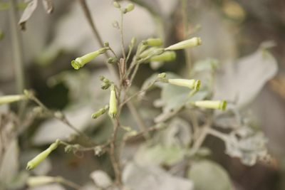 Nicotiana paniculata, photographed by Ruth Gutiérrez Oliveros