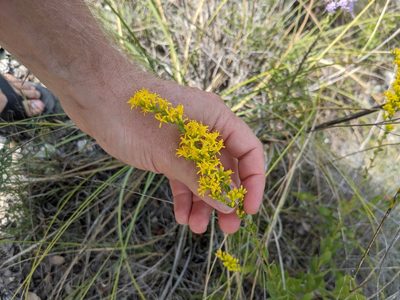 Solidago radula, photographed by Cleveland Powell