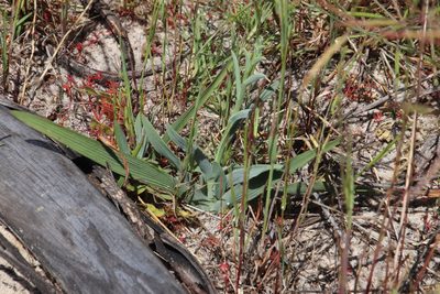Lapeirousia anceps, photographed by Tony Rebelo