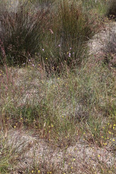 Heliophila linoides, photographed by Tony Rebelo